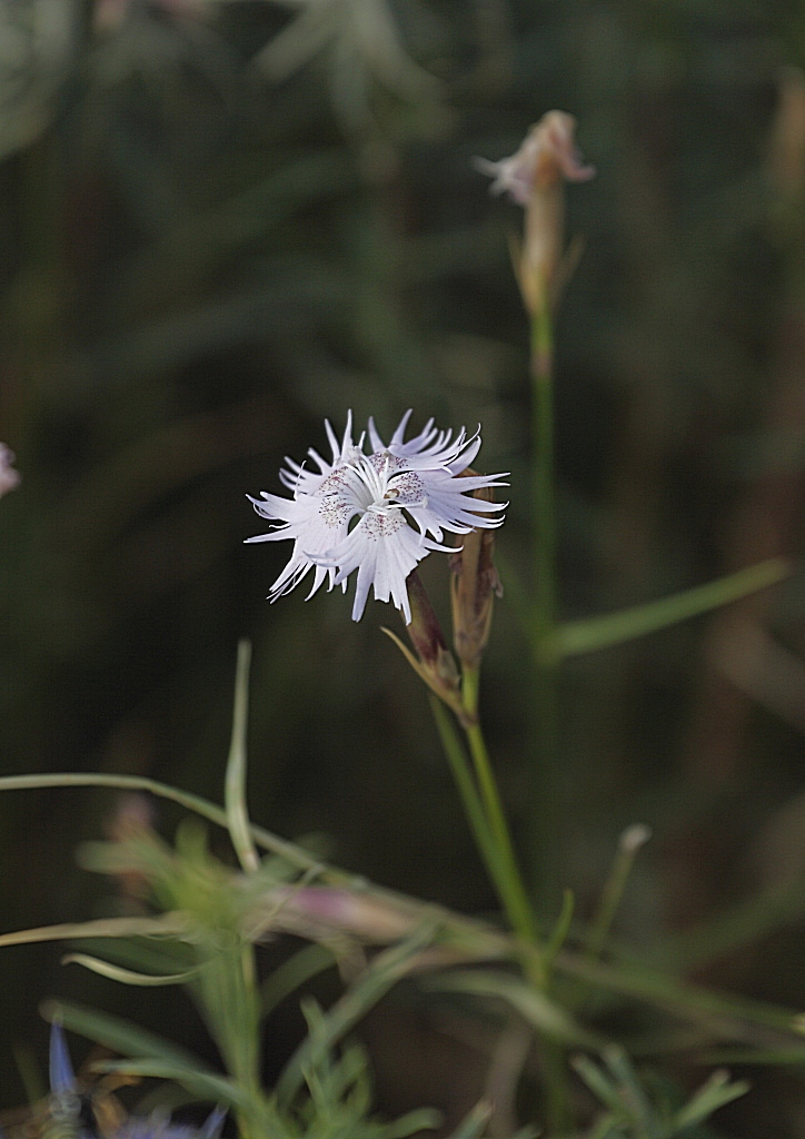 Dianthus monspessulanus