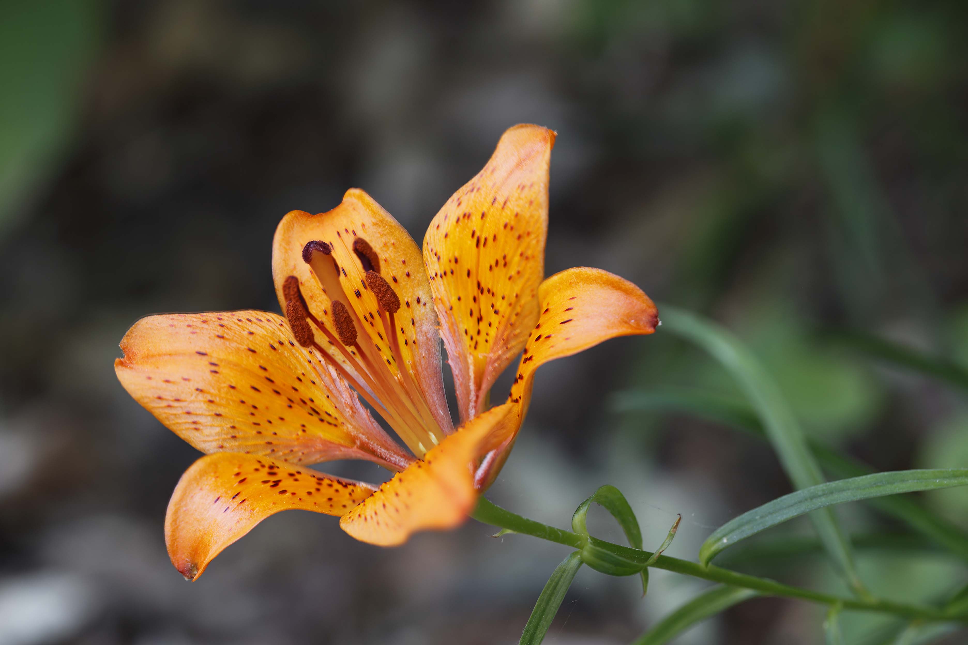 Lilium bulbiferum subsp. croceum