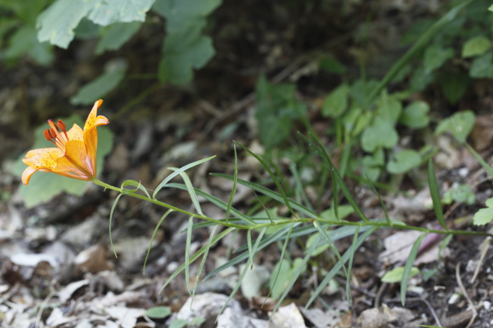 Lilium bulbiferum subsp. croceum