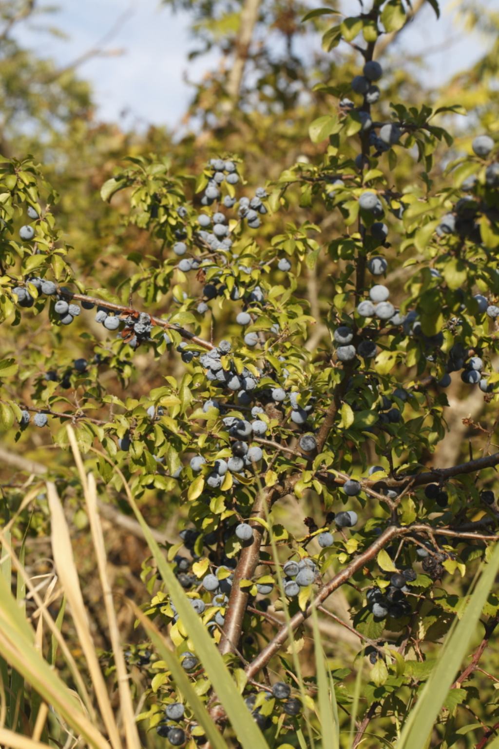 Prunus ?