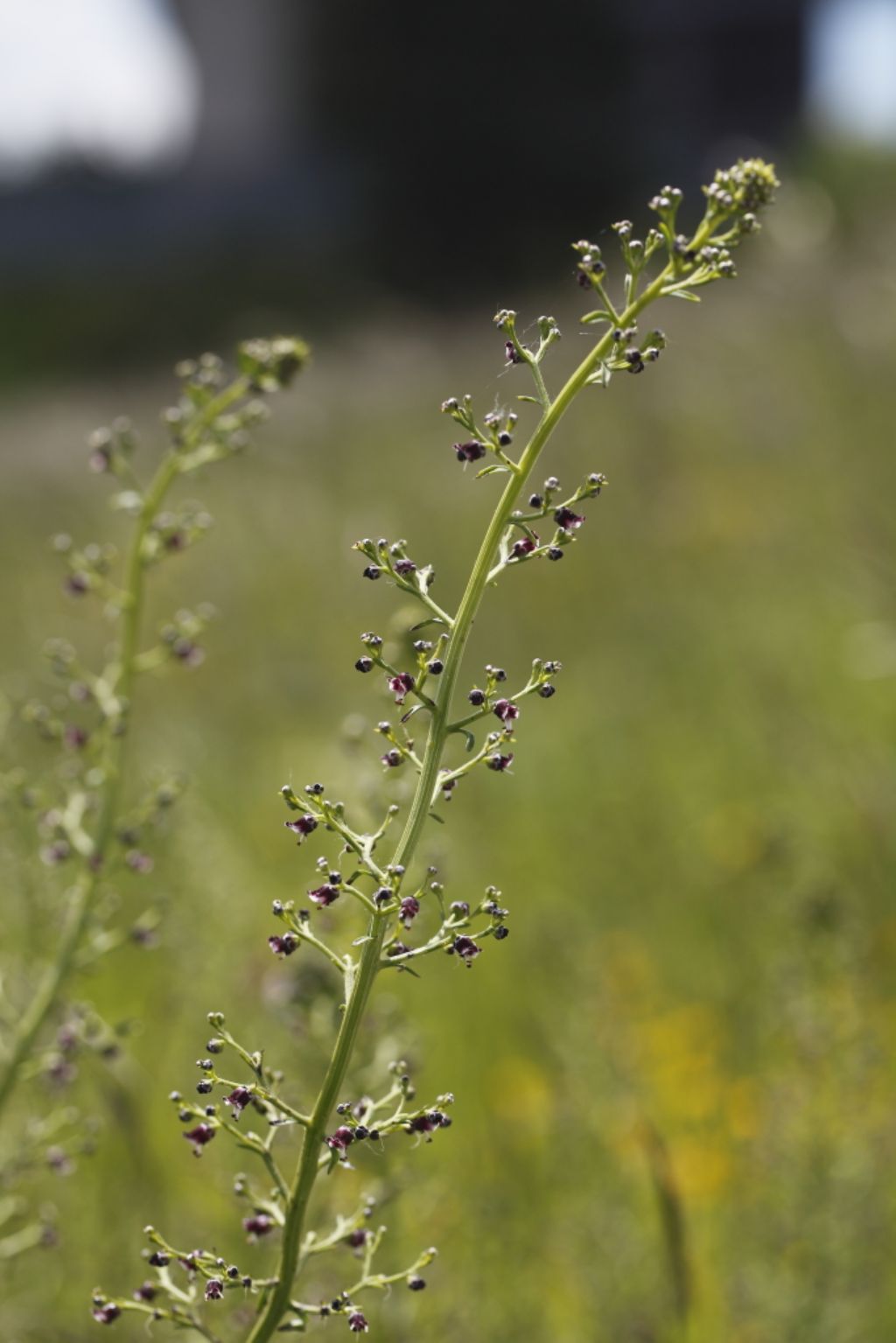 Scrophularia cfr. canina