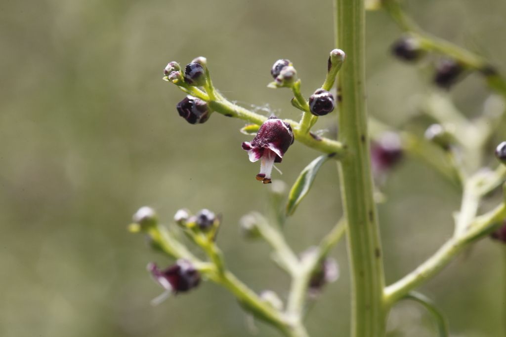 Scrophularia cfr. canina