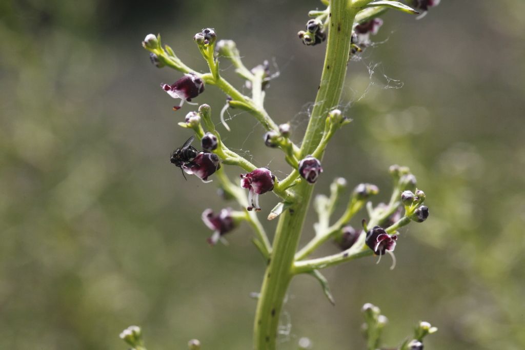 Scrophularia cfr. canina