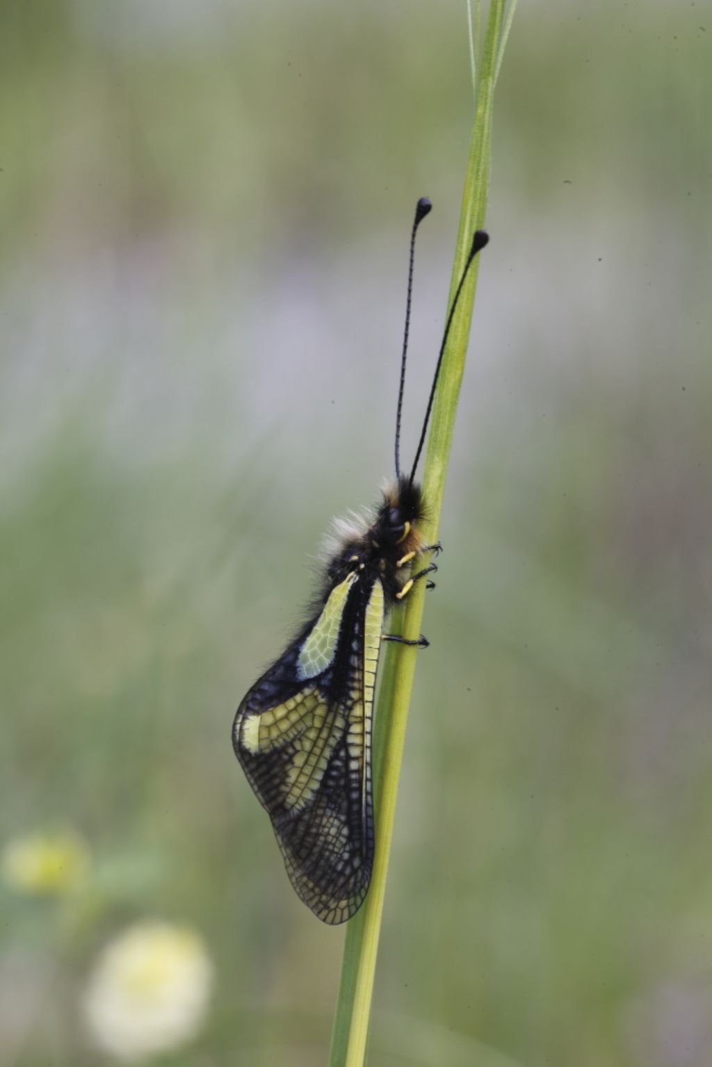 Libellodes coccajus (Ascalaphidae)