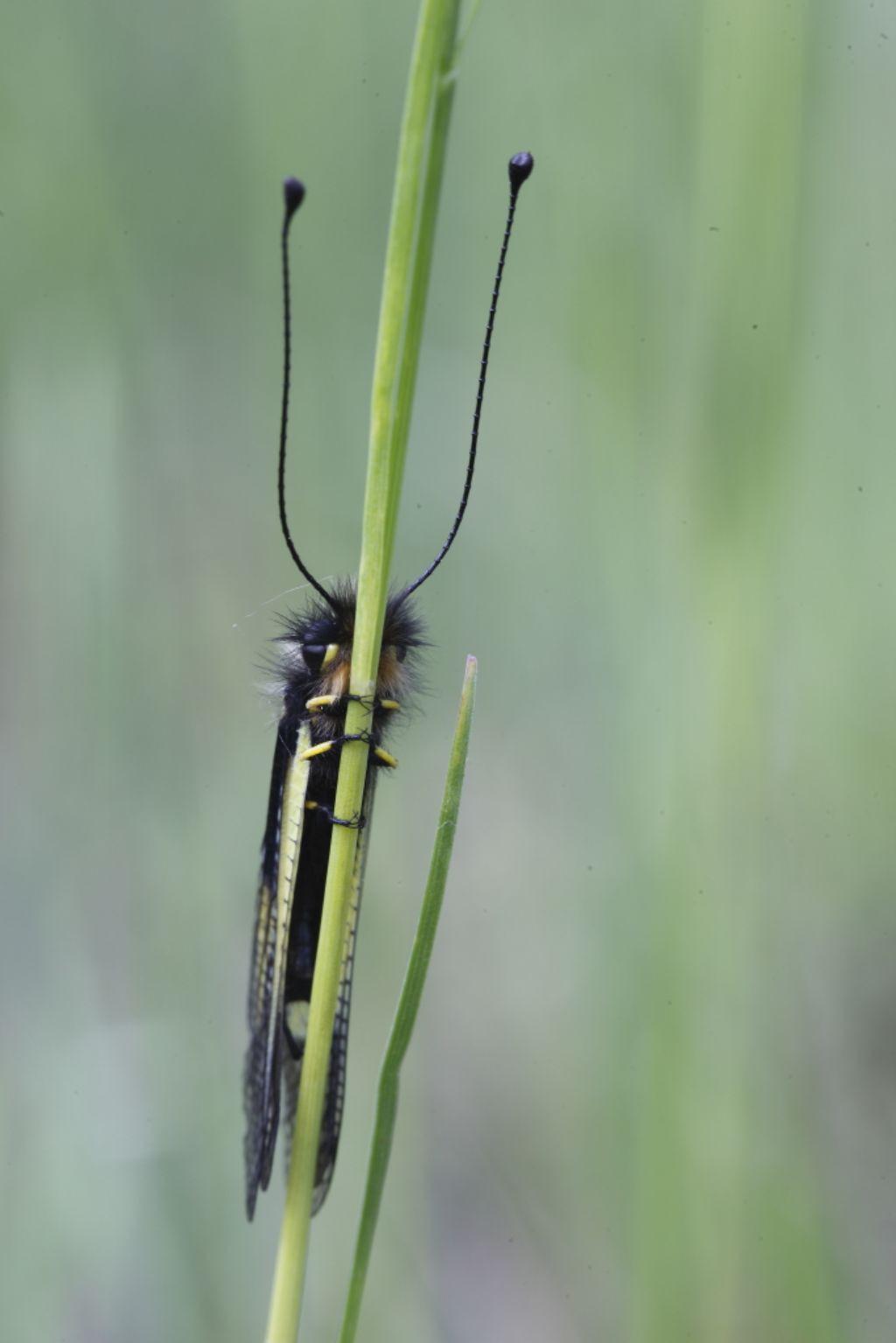 Libellodes coccajus (Ascalaphidae)