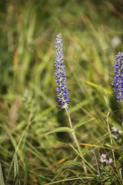 Veronica spicata