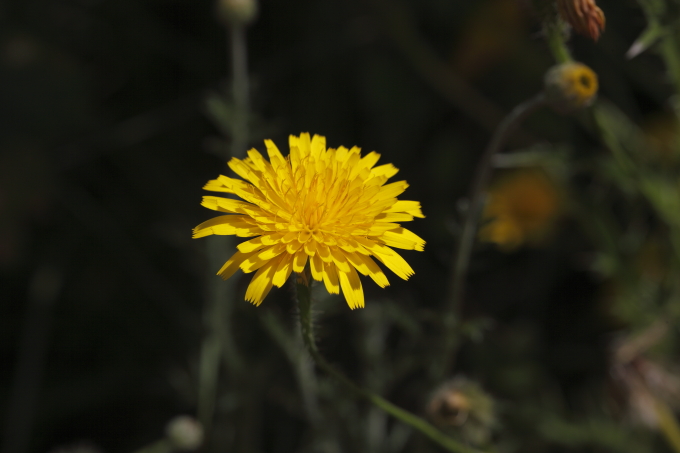 Hypochaeris achyrophorus / Costolina annuale