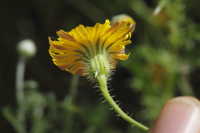 Hypochaeris achyrophorus / Costolina annuale