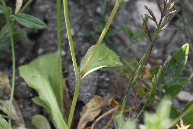 Hypochaeris achyrophorus / Costolina annuale