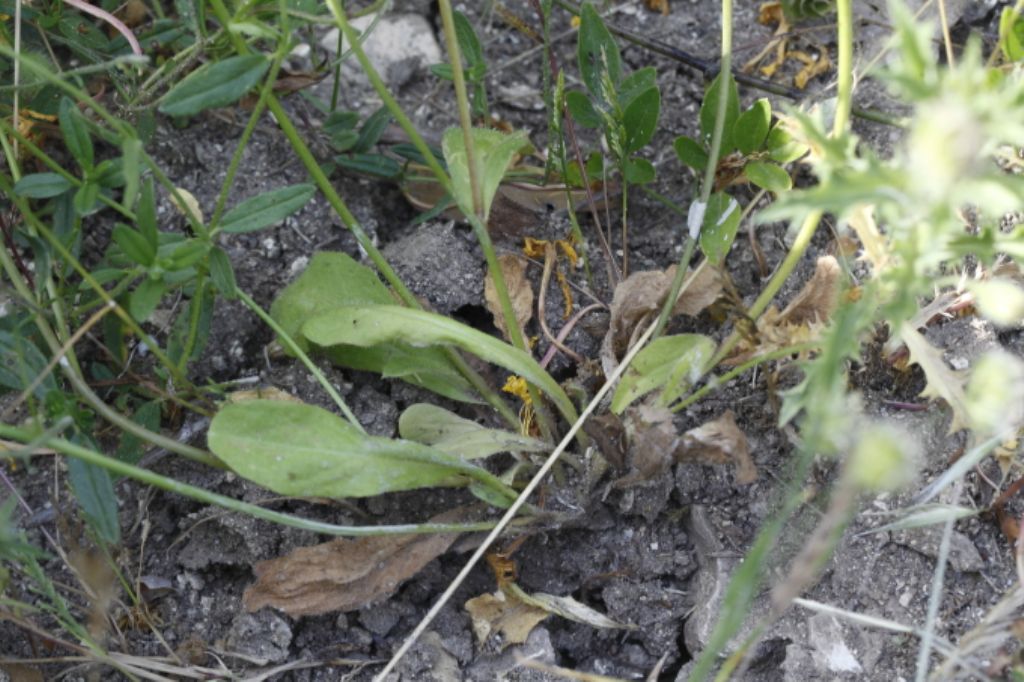 Hypochaeris achyrophorus / Costolina annuale