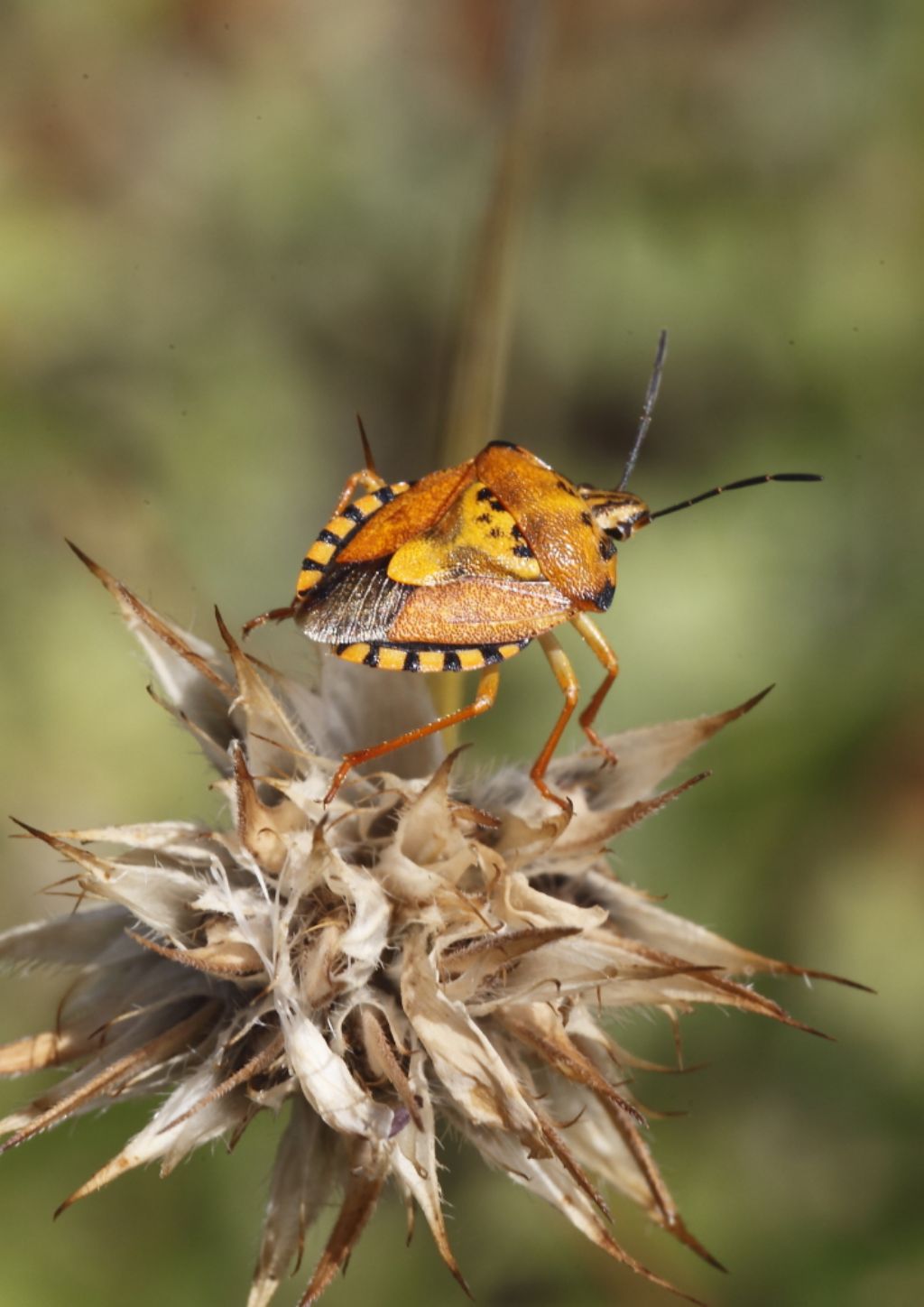 Pentatomidae: Carpocoris pudicus