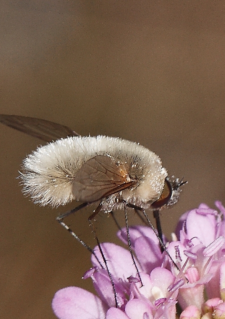 Bombyliidae: Bombylius sp.?  No, cfr.  Systoechus sp.