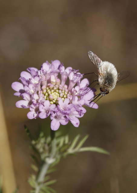 Bombyliidae: Bombylius sp.?  No, cfr.  Systoechus sp.