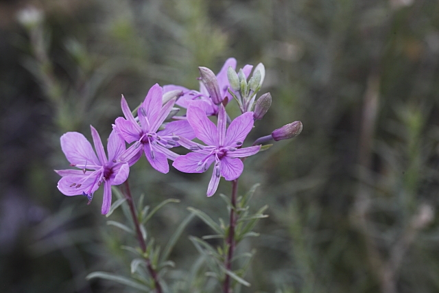 Epilobium ? Chamaenerion dodonaei