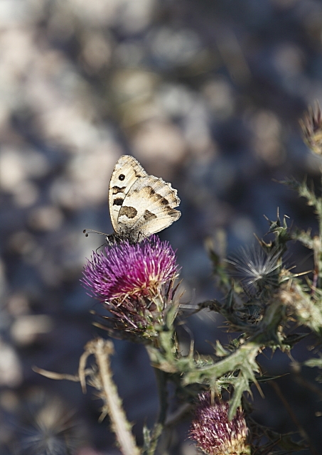 Da determinare (se possibile): Chazara briseis - Nymphalidae