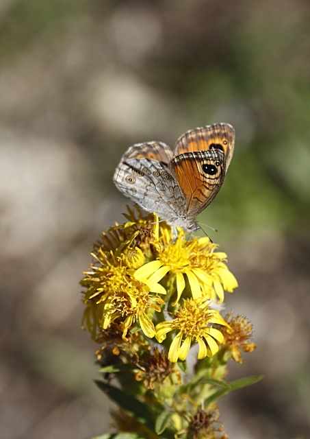 Lasiommata maera (Nymphalidae)