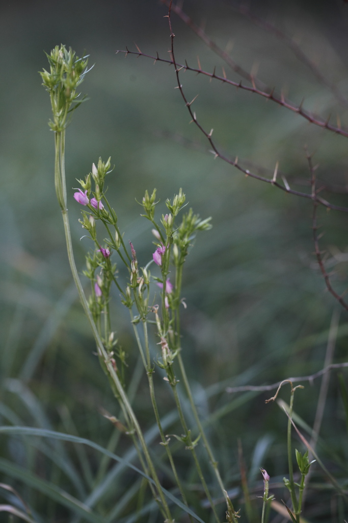 Centaurium sp.   (Gentianaceae)