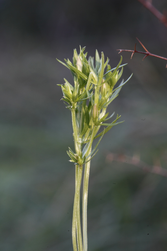 Centaurium sp.   (Gentianaceae)