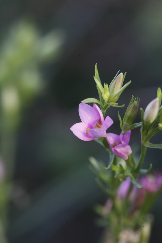 Centaurium sp.   (Gentianaceae)