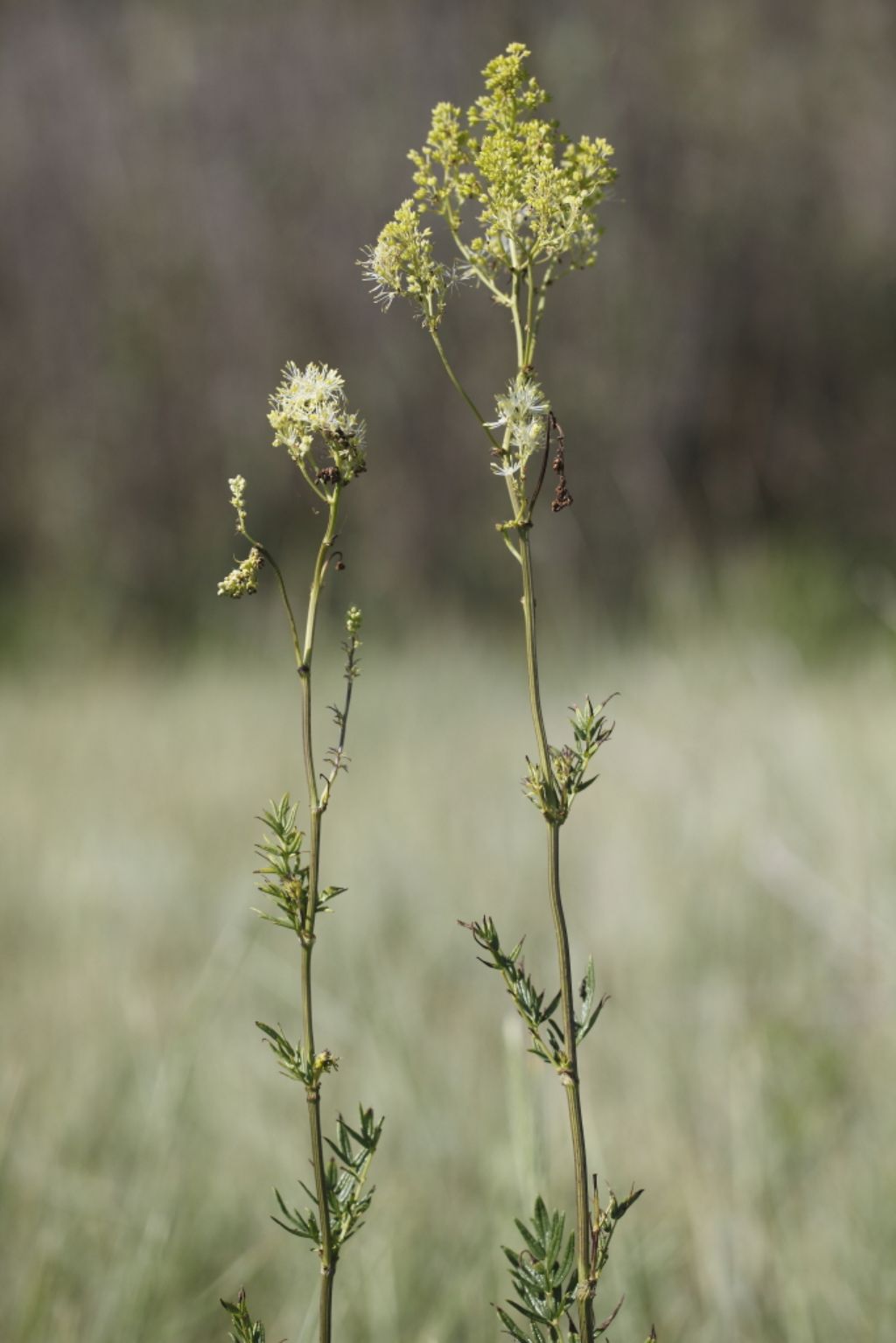Thalictrum lucidum (Ranunculaceae)