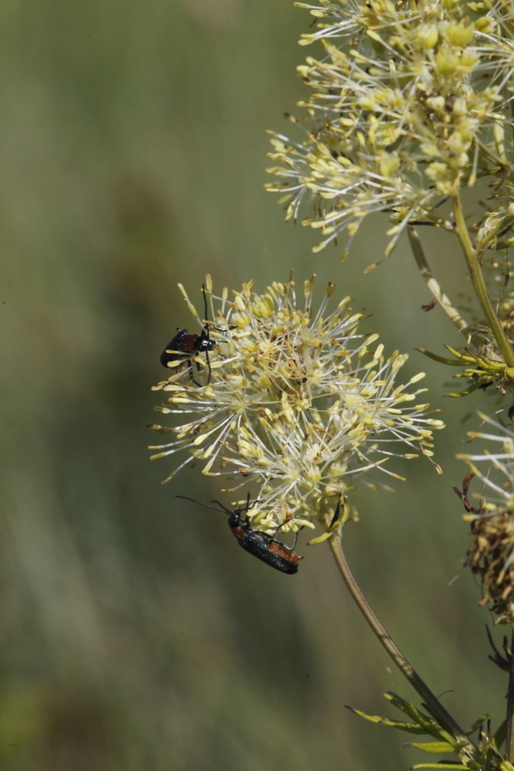 Thalictrum lucidum (Ranunculaceae)