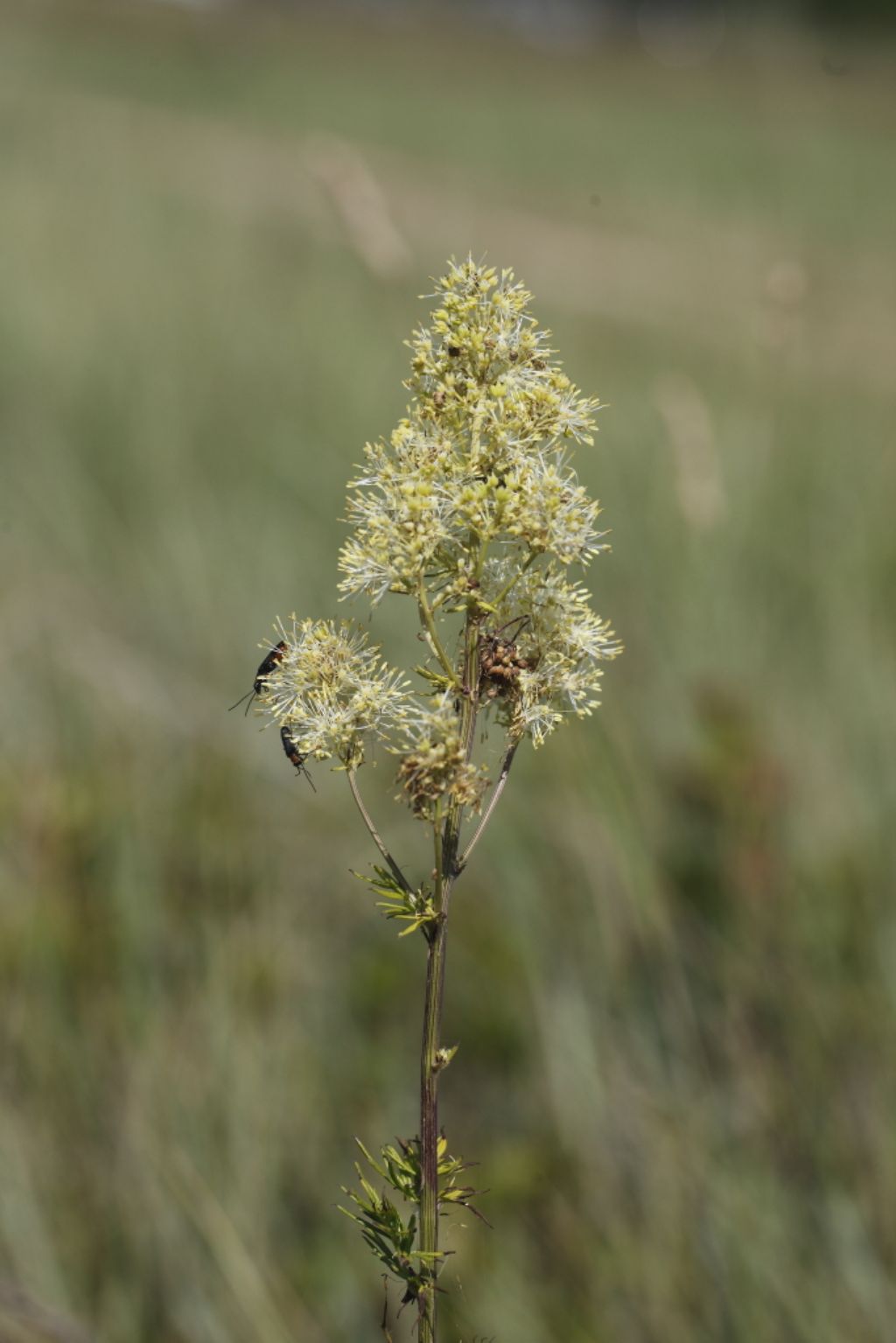 Thalictrum lucidum (Ranunculaceae)