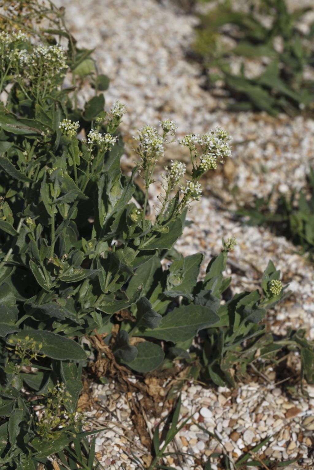 Lepidium draba (Brassicaceae)