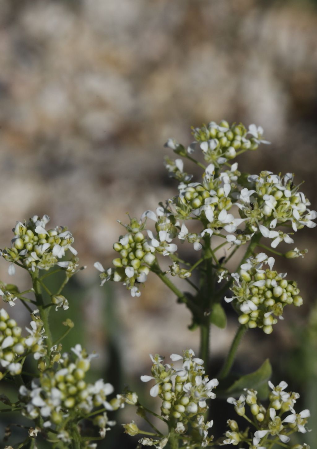 Lepidium draba (Brassicaceae)