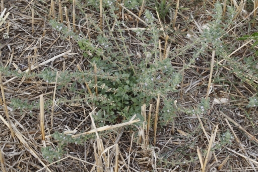 Clinopodium acinos (Lamiaceae  = ex Labiatae)