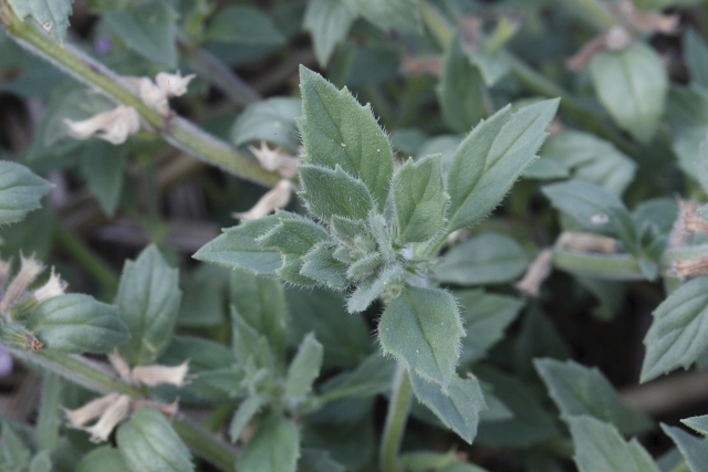 Clinopodium acinos (Lamiaceae  = ex Labiatae)