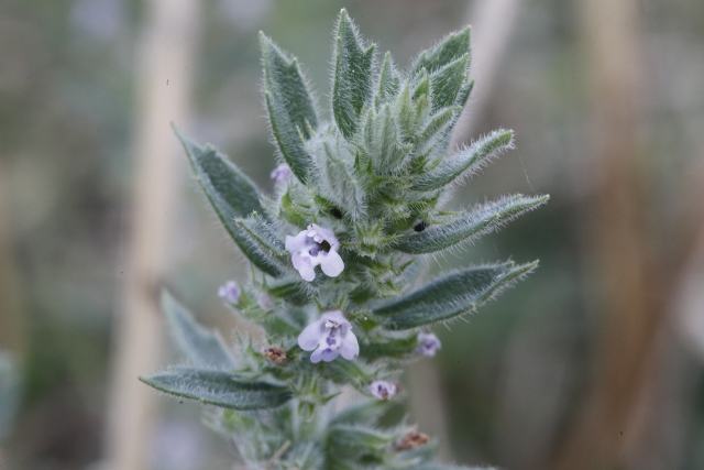 Clinopodium acinos (Lamiaceae  = ex Labiatae)