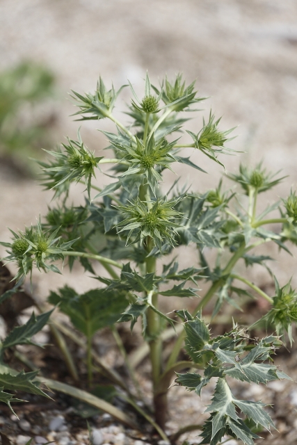 Eryngium campestre