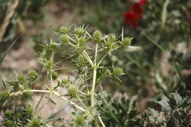 Eryngium campestre