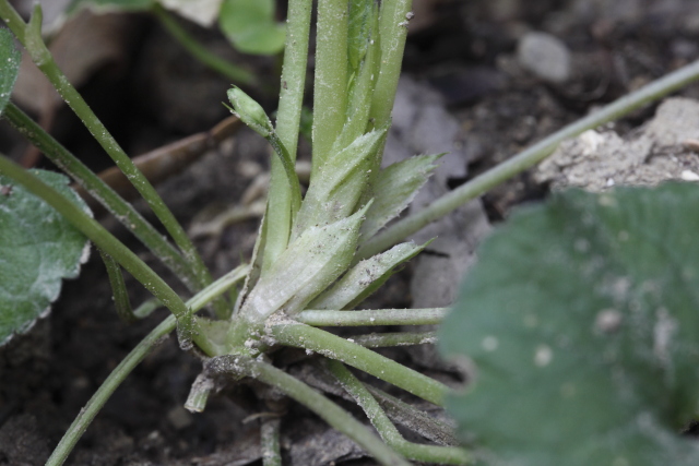 Specie di Viola