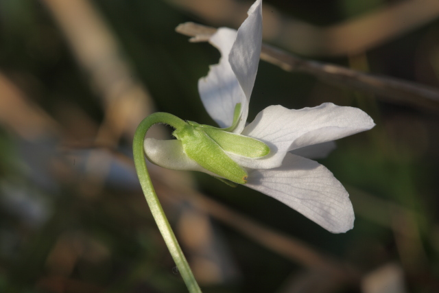 Specie di Viola