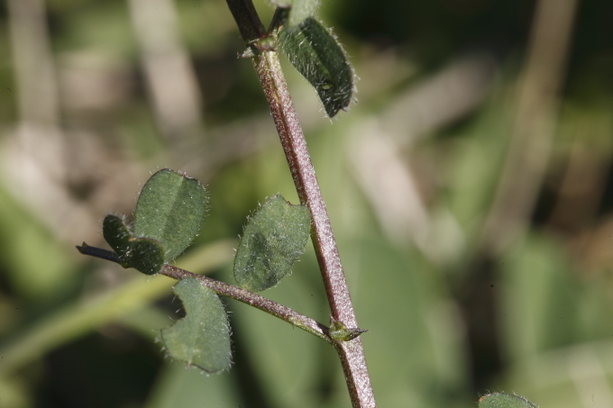Vicia hybrida (Fabaceae)