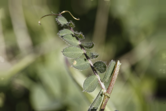 Vicia hybrida (Fabaceae)