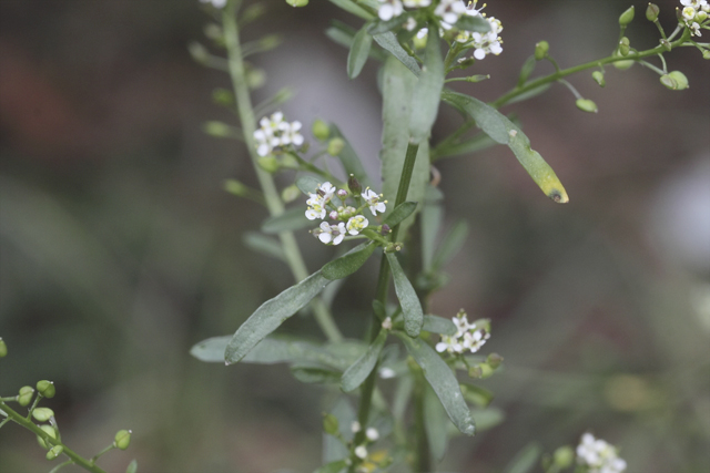 Lepidium graminifolium (Brassicaceae)