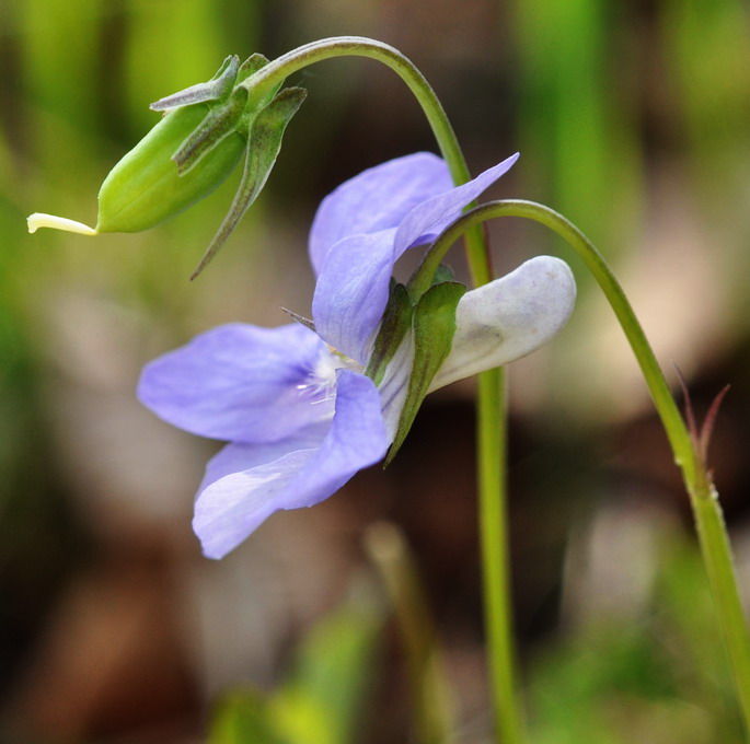 Viola riviniana? Viola sororia (ex cucullata)