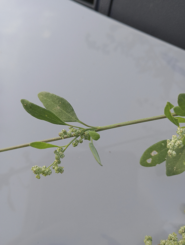 chenopodium