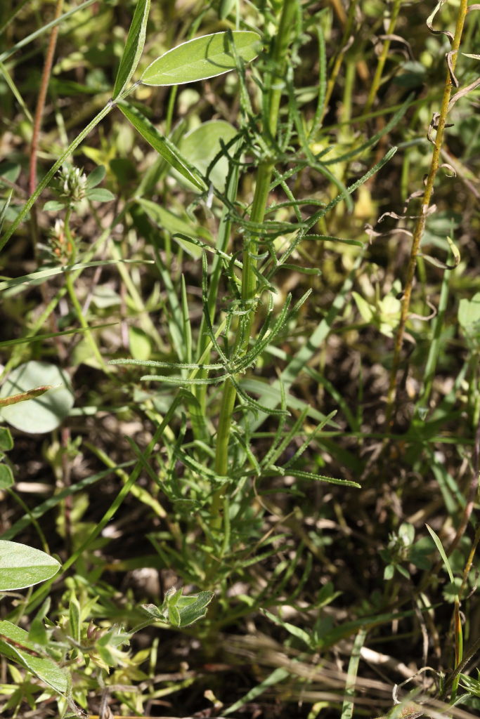 Cuprina sp.