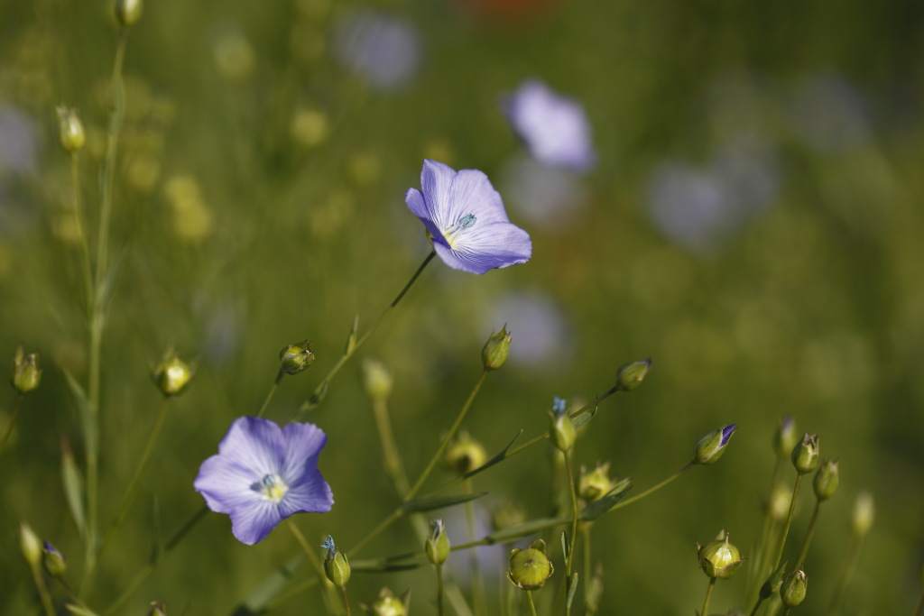 Linum usitatissimum / Lino coltivato