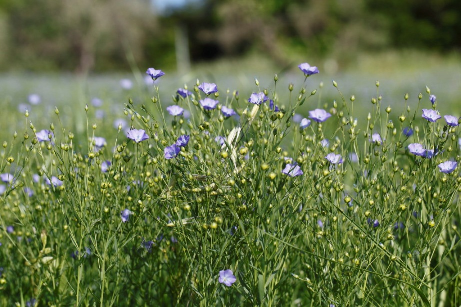 Linum usitatissimum / Lino coltivato