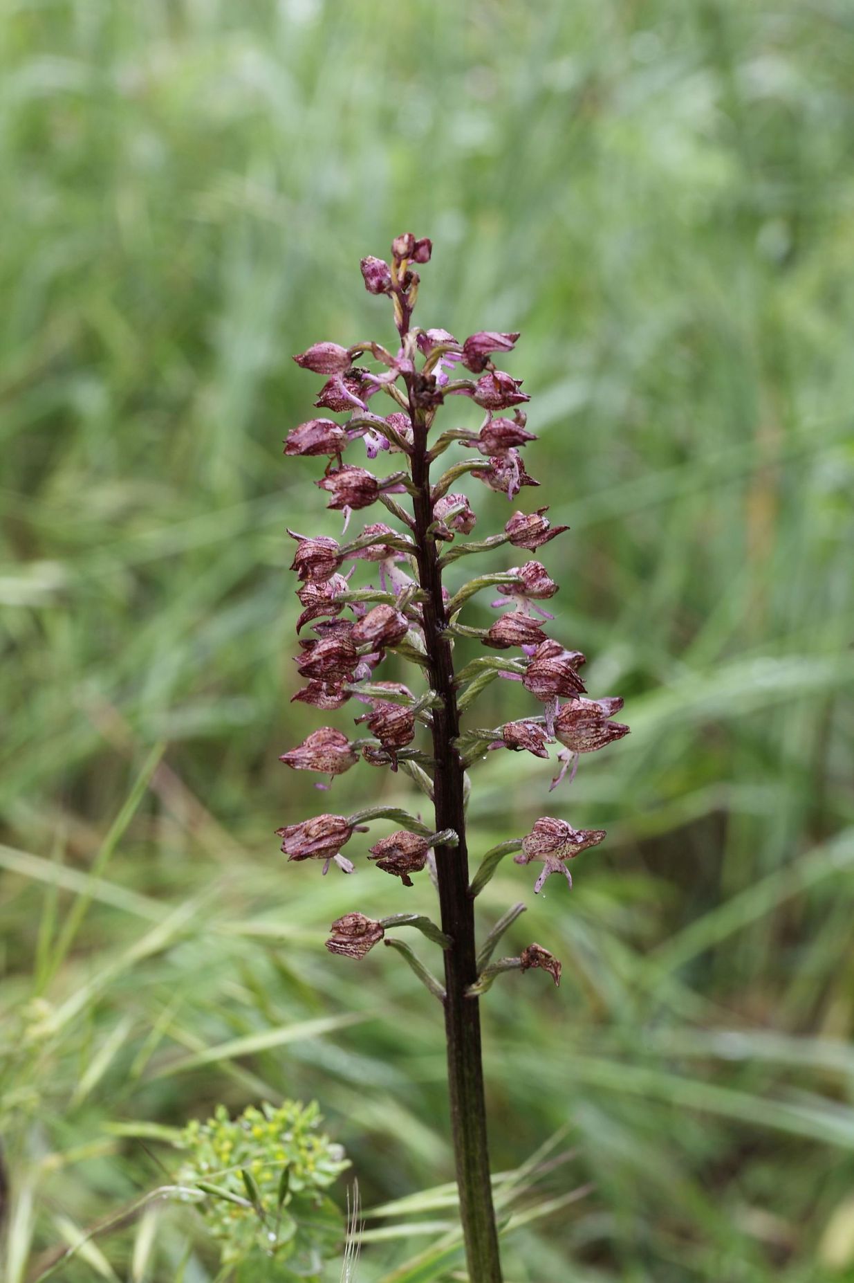 Orchis purpurea