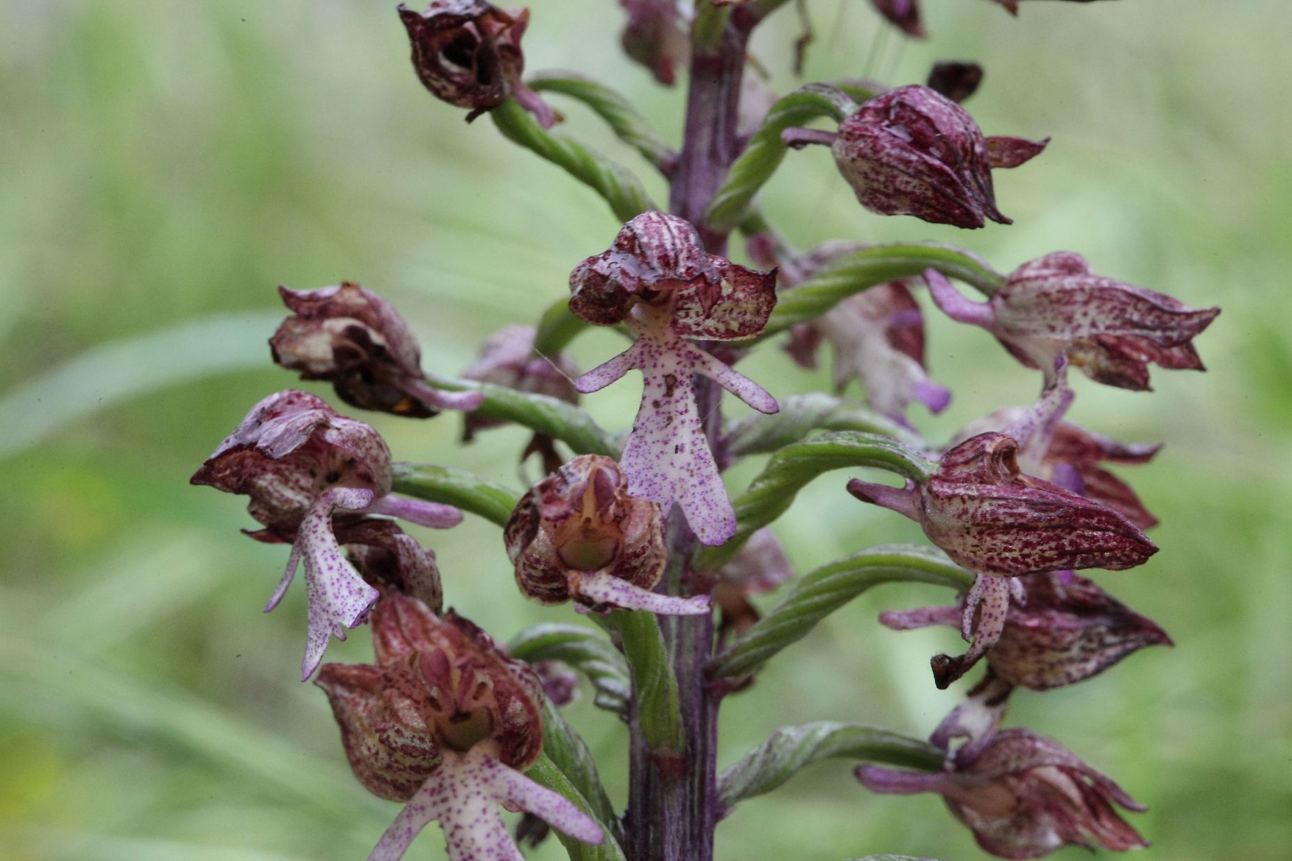 Orchis purpurea