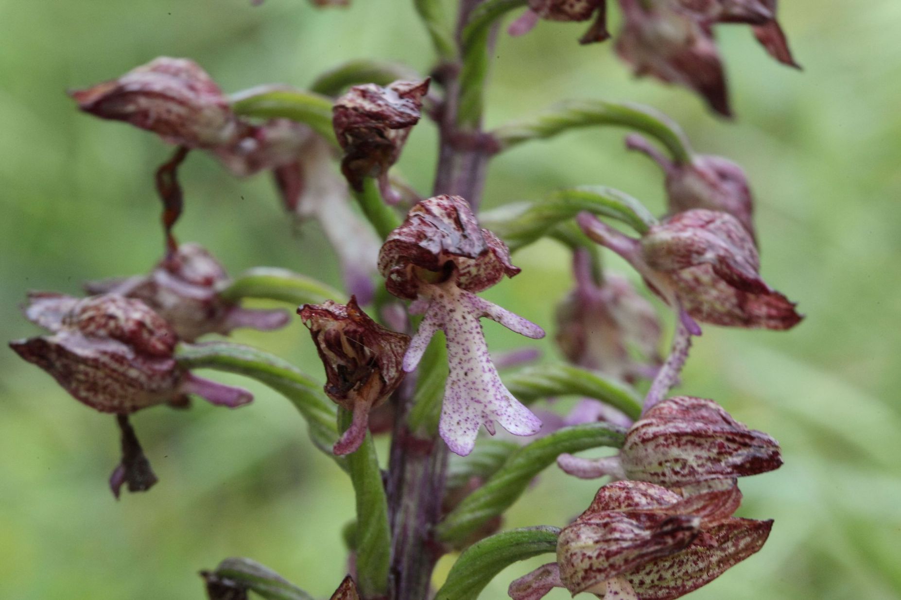 Orchis purpurea