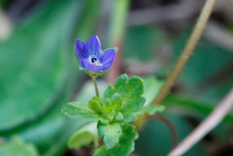 Veronica polita / Veronica lucida