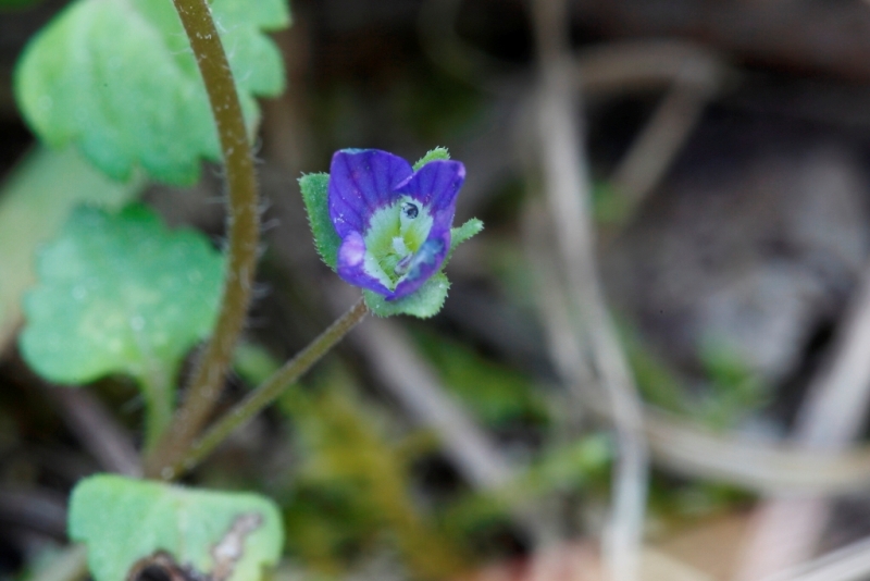 Veronica polita / Veronica lucida