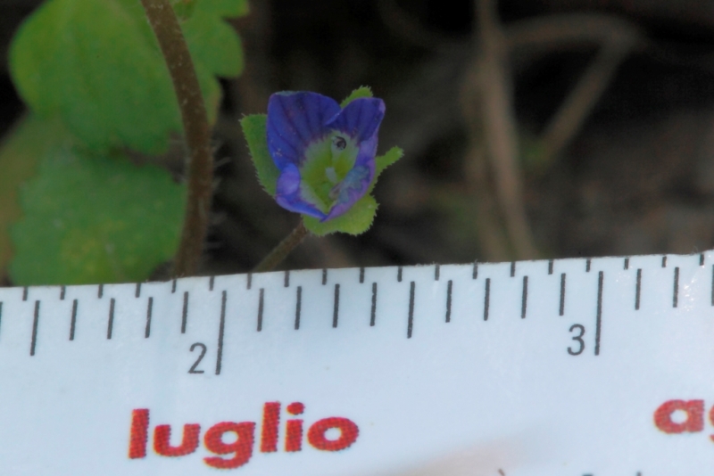 Veronica polita / Veronica lucida