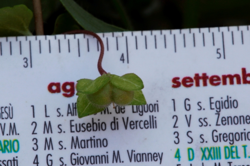 Veronica polita / Veronica lucida